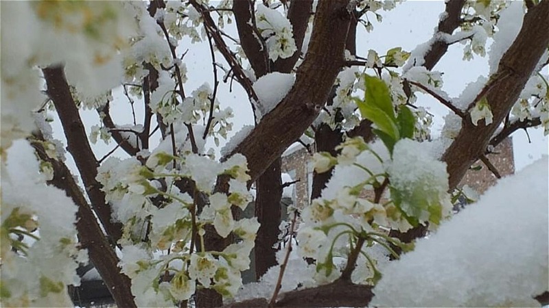 بهاری که با برف شروع شد