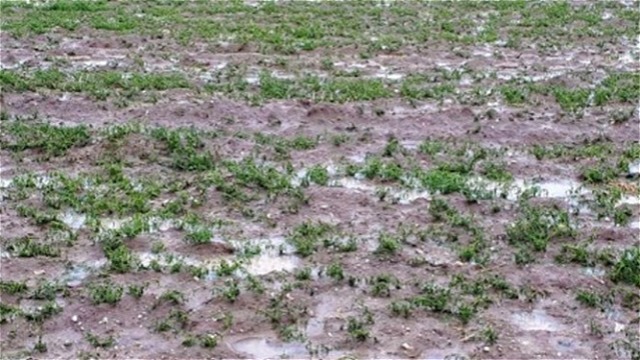 خسارت ۳۶ میلیارد تومانی حوادث غیرمترقبه به بخش کشاورزی آذربایجان غربی