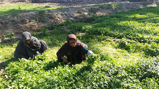 شهرستان ارومیه بیشترین تولید سبزی و صیفی در آذربایجان غربی را دارد
