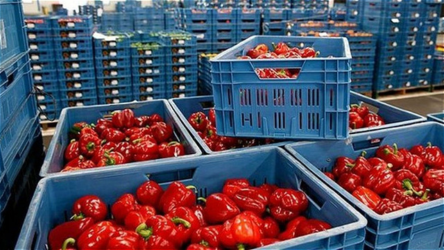 پشت پرده بازگشت محصولات کشاورزی صادراتی ایران از کشور مقصد 