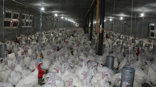 تولید سالانه بیش از ۷۸۰ تُن گوشت بوقلمون در تکاب