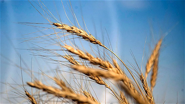 عقد قرارداد کشت با گندمکاران مزارع آبی 