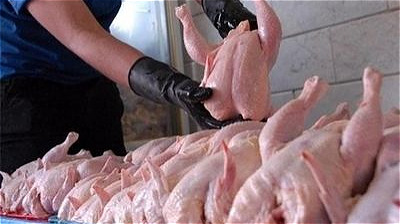 تولید سالانه بیش از هزار و 400 تن گوشت سفید در تکاب 