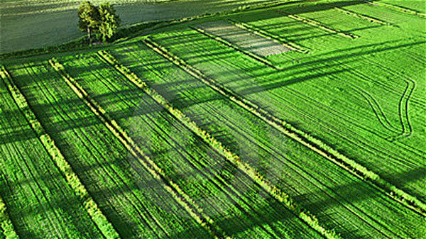 پایداری تولیدات کشاورزی با یکپارچه سازی اراضی مسیر می‌شود