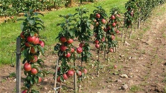 میزان تولید سالانه سیب در آذربایجان‌غربی بیش از یک میلیون تن است