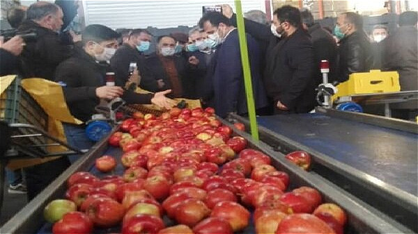هیچ نگرانی برای صادرات سیب آذربایجان غربی وجود ندارد