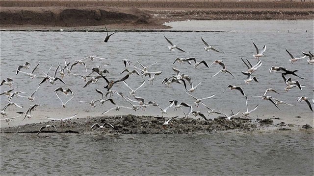 بیماری  آنفلوآنزای فوق حاد پرندگان در زیستگاه‌های آبی استان مهار شد