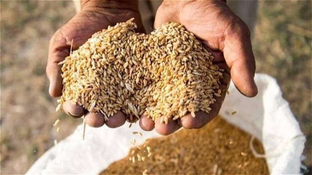 پیش بینی تولید ۶۹۰ هزار تن گندم در آذربایجان غربی