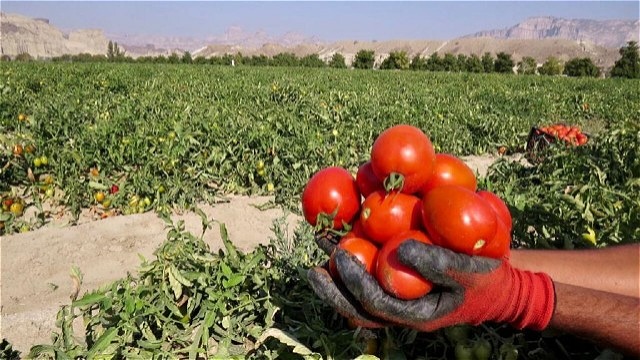 برداشت 143 هزار تن گوجه فرنگی از مزارع شهرستان ارومیه