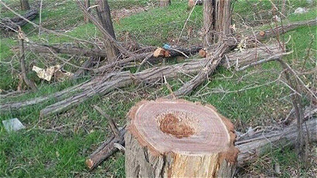 قطع درختان منطقه بند ارومیه با مجوز دادستانی بوده است