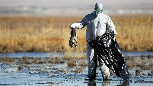 موردی از آنفولانزای پرندگان در آذربایجان غربی مشاهده نشده است