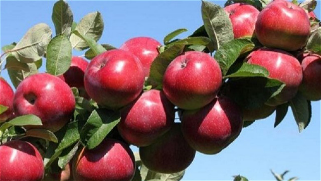  ۲۲۵ هزار تن سیب درختی از گمرکات آذربایجان غربی صادر شد