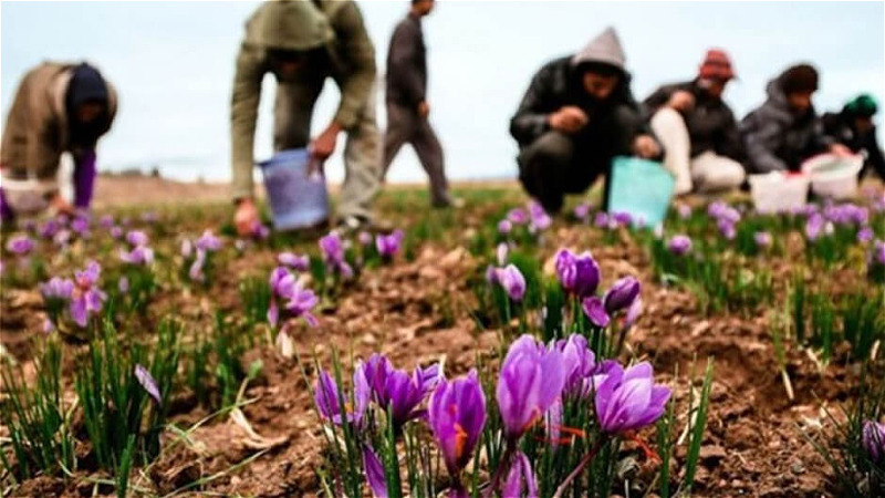 برداشت زعفران از ۷۴ هکتار اراضی آذربایجان‌ غربی آغاز شد