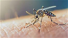 هیچ مورد بومی از تب دنگی در آذربایجان‌غربی ثبت نشده است