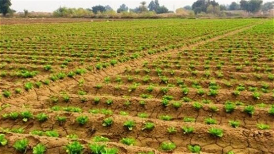 آغاز عملیات اجرایی کشت‌های بهاره در سطح آذربایجان‌ غربی