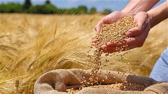  خرید تضمینی مباشرتی گندم در آذربایجان ‌غربی از مرز ۵۰۰۰ تن گذشت