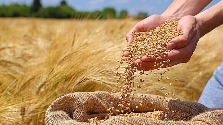  خرید تضمینی مباشرتی گندم در آذربایجان ‌غربی از مرز ۵۰۰۰ تن گذشت