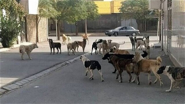 مصدومیت ۱۳ نفر بر اثر گاز گرفتگی سگ در آذربایجان‌غربی