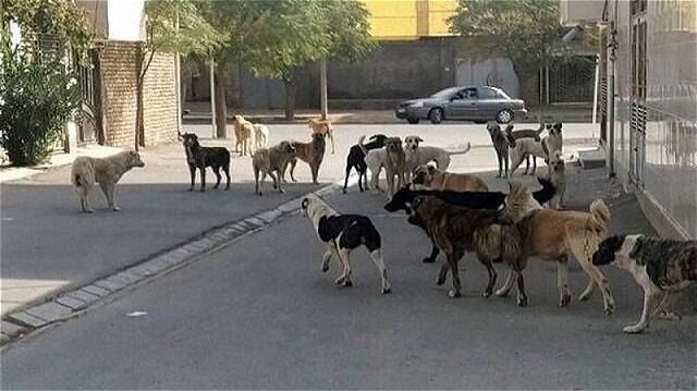 مصدومیت ۱۳ نفر بر اثر گاز گرفتگی سگ در آذربایجان‌غربی