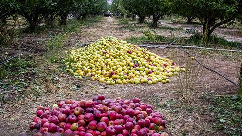 ۹ هزار تن سیب صنعتی در آذربایجان‌غربی خریداری شد