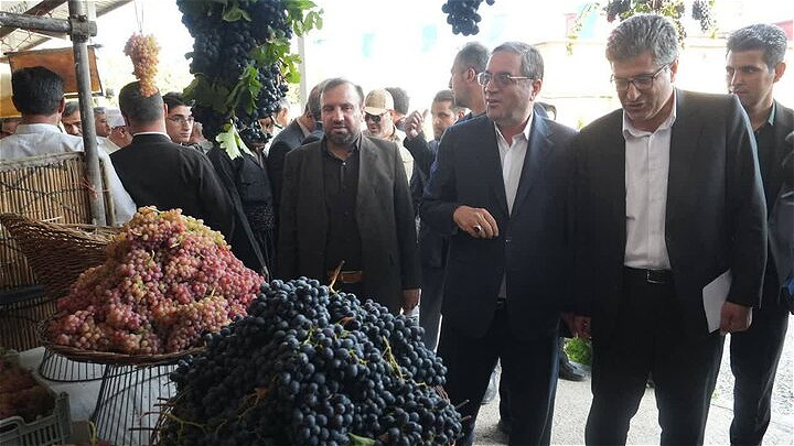 انگور سیاه میرآباد در بازارهای داخلی و خارجی معرفی شود 