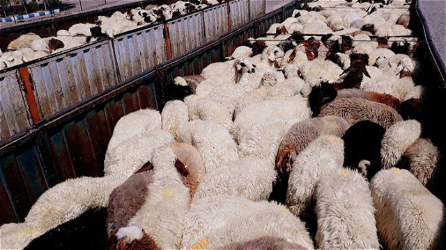 ناکامی قاچاقچیان در خروج بیش از ۱۶۰۰ رأس احشام از مرزهای آذربایجان غربی